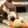 Star, Pit Bull Shot By Police, Loses Eye & Hearing, But Able To Play